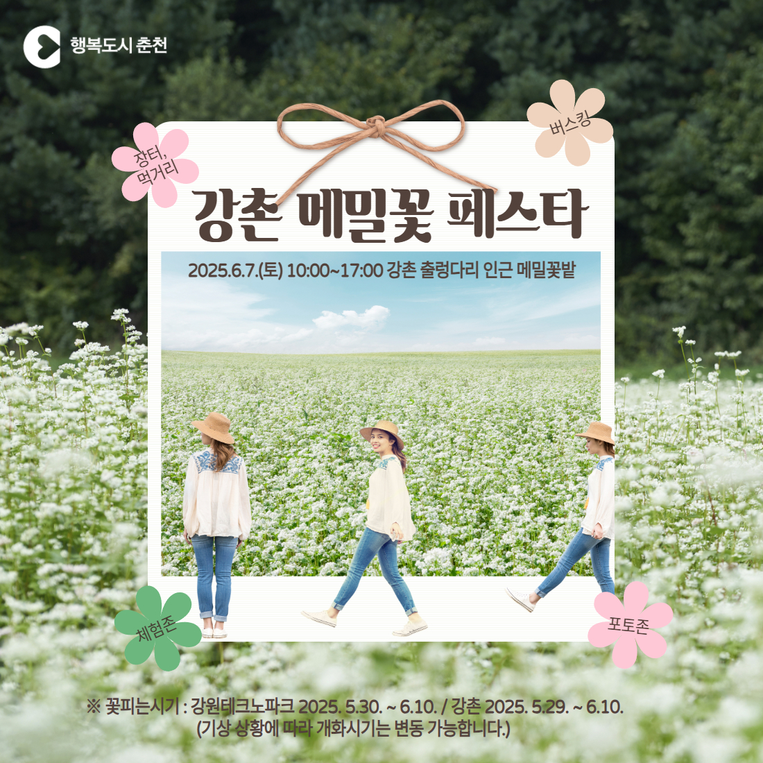 2025년 강촌 메밀꽃 페스타