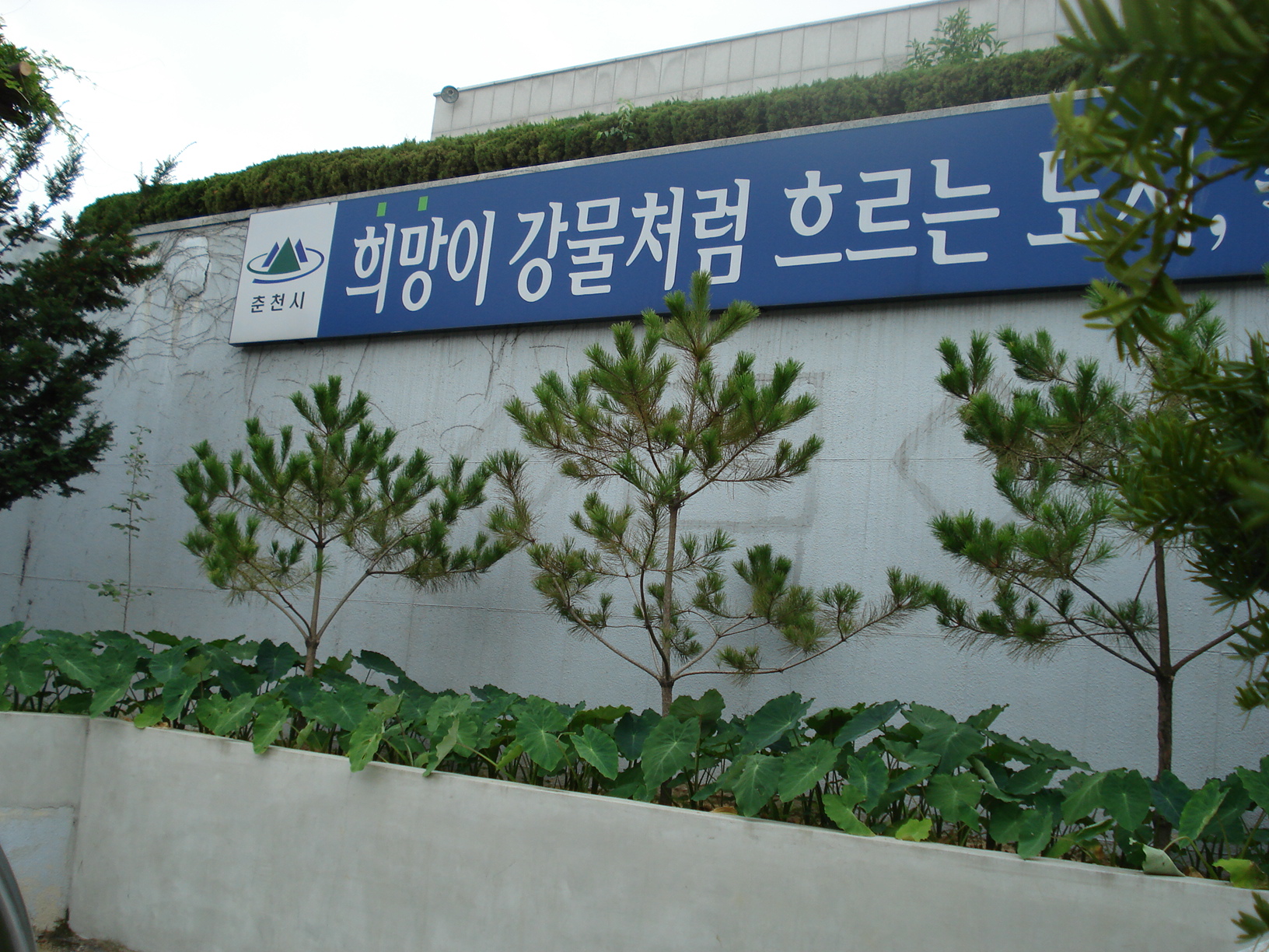 후평2동 주민센터 화단전경(소나무와토란)