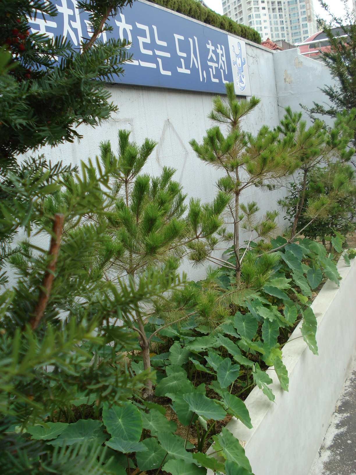 후평2동 주민센터 화단전경(소나무와토란)