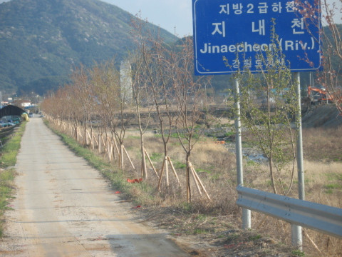 지내천 벚꽃식재 (지내 2.3리)
