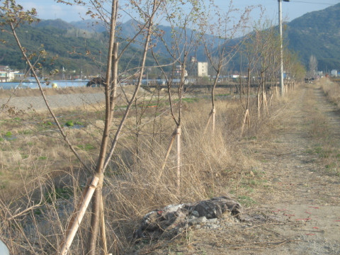 지내천 벚꽃식재 (지내 2.3리)