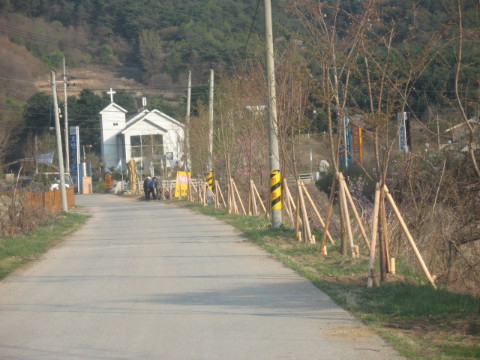 지내천 벚꽃식재 (지내 2.3리)