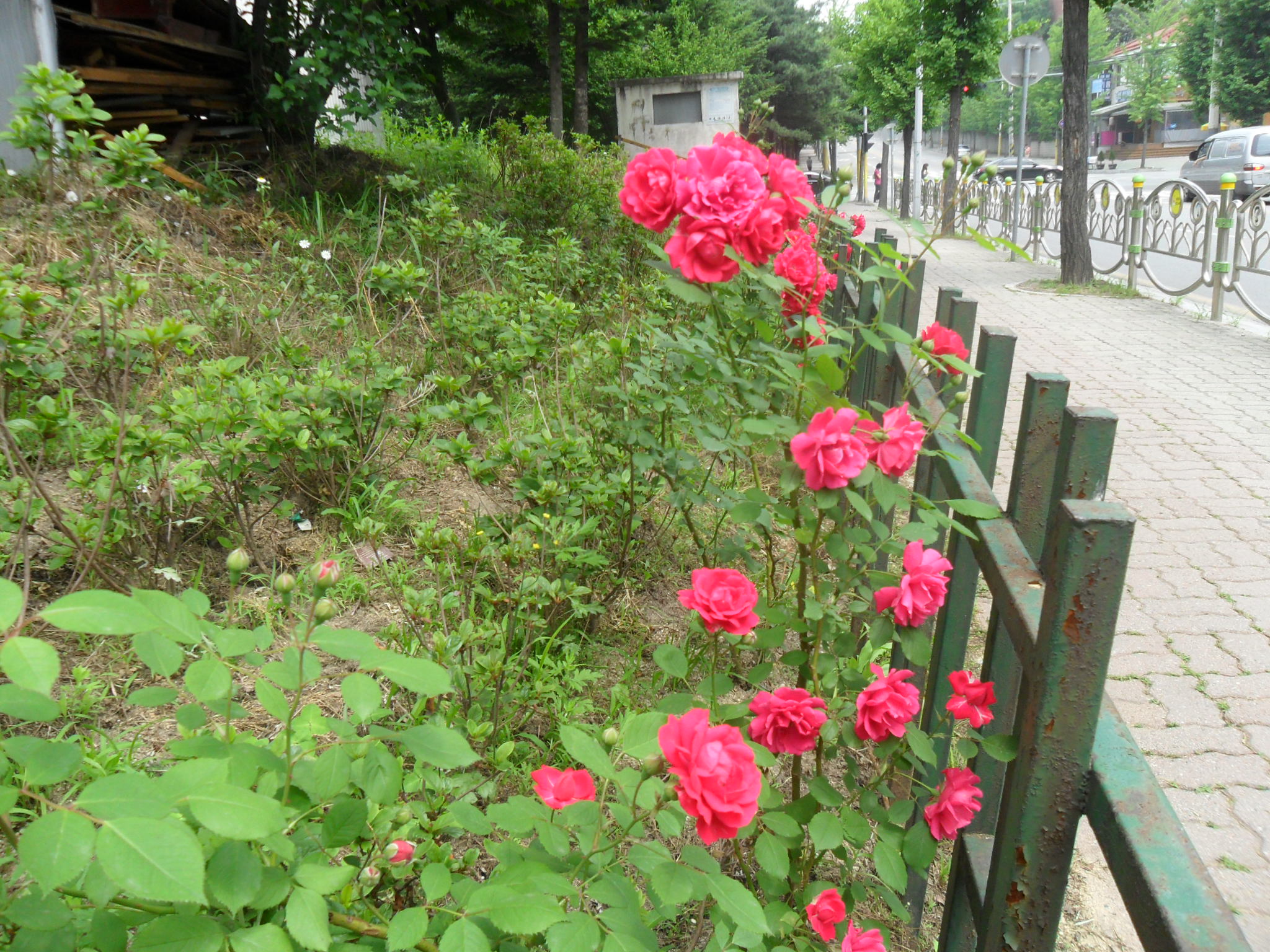 가꾸미사업(세실로 장미꽃)