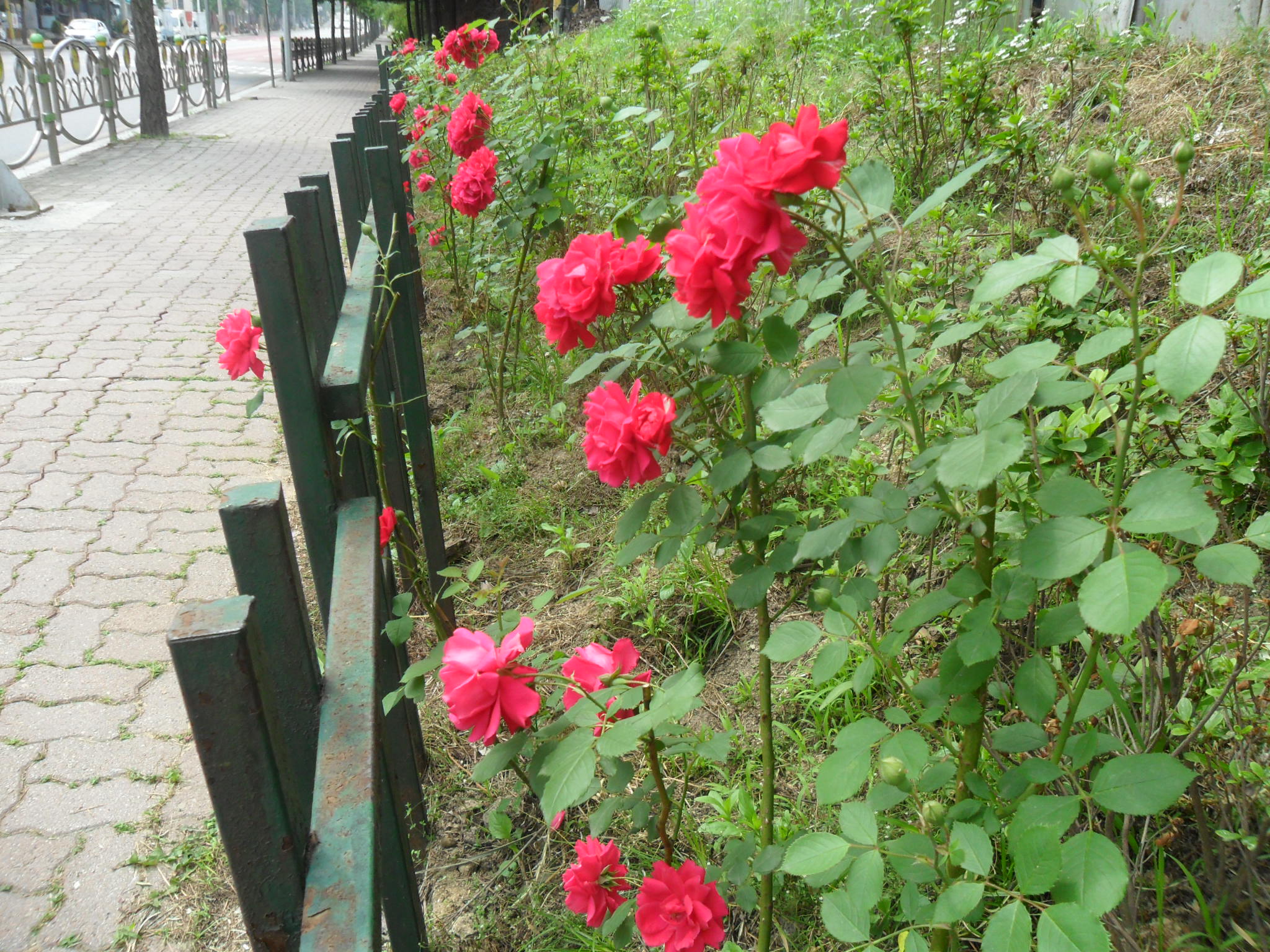 가꾸미사업(세실로 장미꽃)