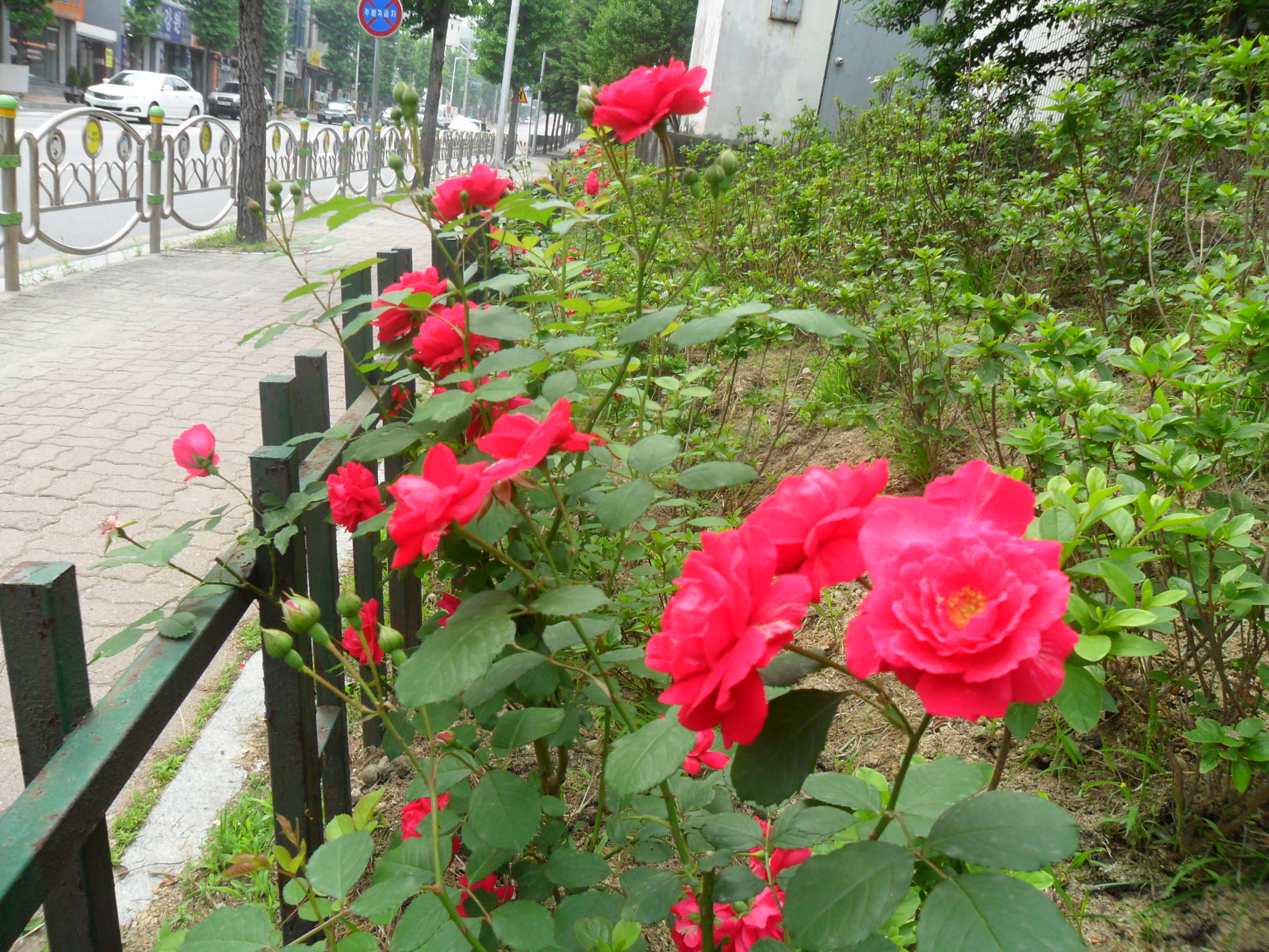 가꾸미사업(세실로 장미꽃)