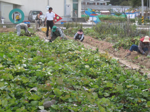가산골마을 새/농  고구마 수확