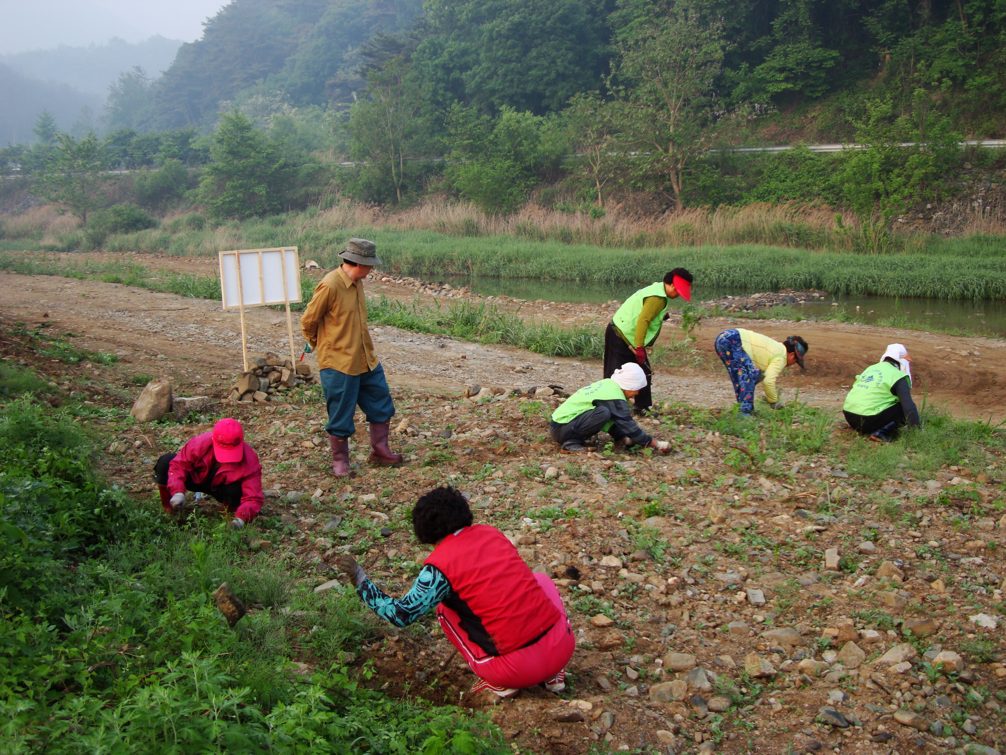 가산골 새/농 추진단 메밀.유채꽃밭 제초작업