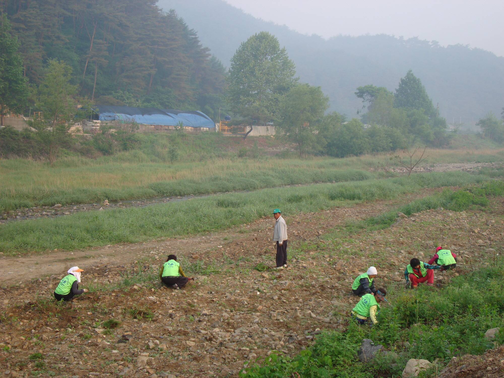 가산골 새/농 추진단 메밀.유채꽃밭 제초작업