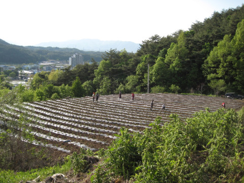 가산골마을 혁신시스템추진단 마을공동농장 고추심기
