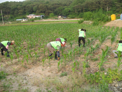 지내1리 옥수수재배 공동 영농