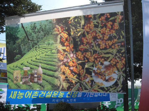 제1회 비타민나무 축제장 주변의 이모 저모