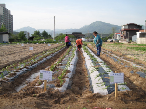 가산골 새/농추진단 고구마 식재