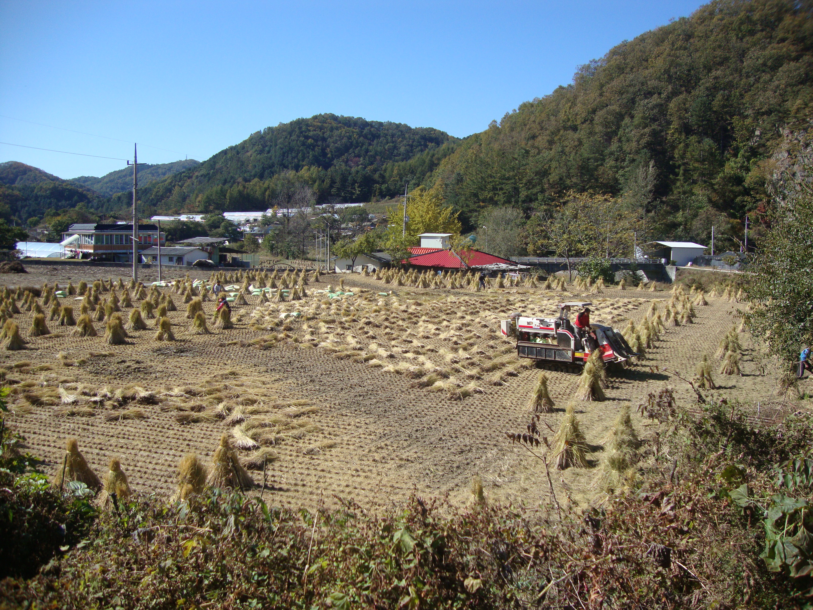 동산면 가을 풍요로운 수확 -1