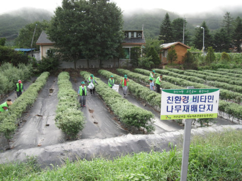 가산골마을 새/농 비타민나무 농장관리