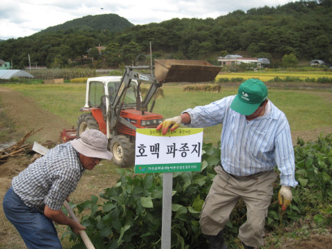 가산골마을 새/농 호맥파종