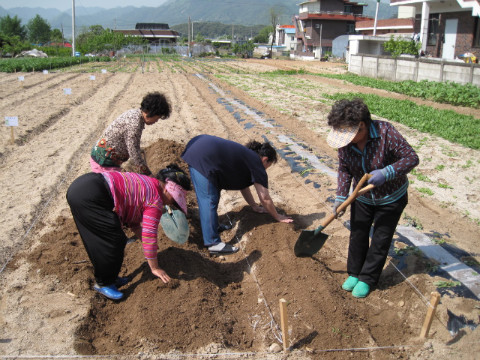 가산골 새/농추진단 고구마 식재