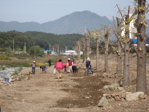 지내천변 은행나무 공원 유채꽃씨 파종