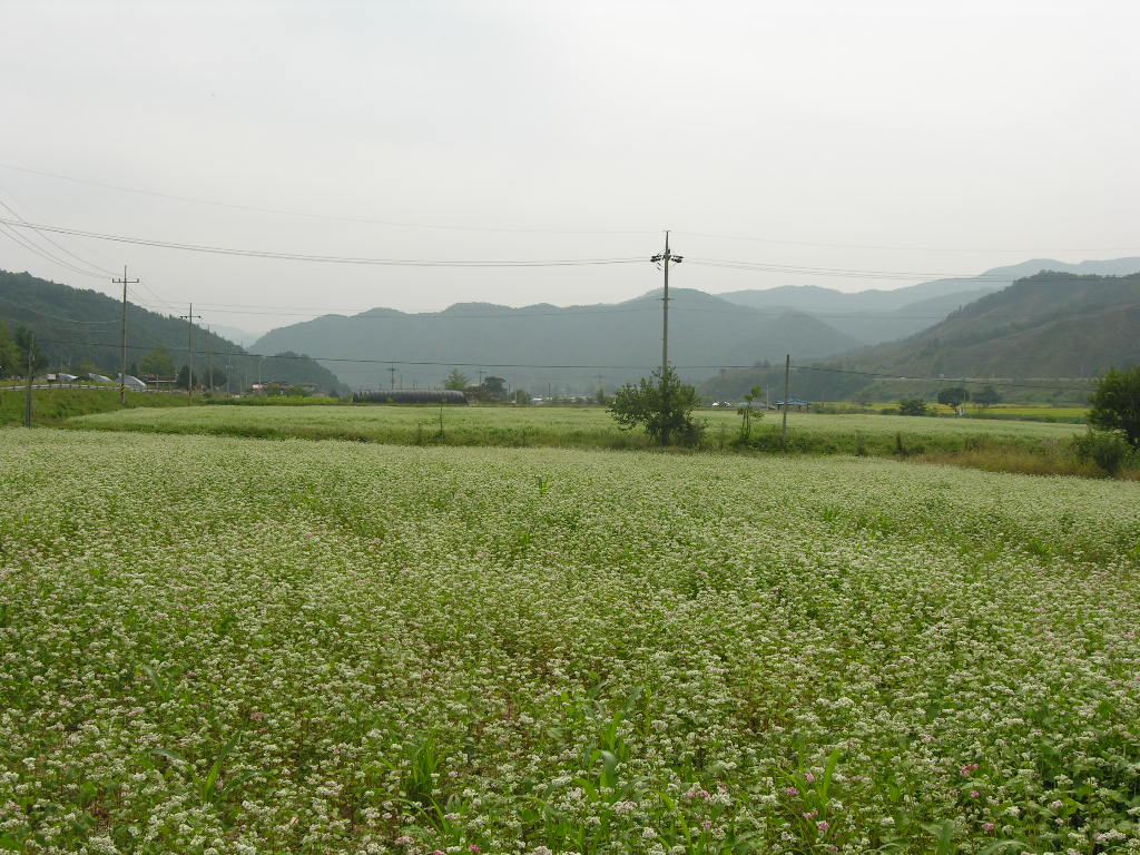 메밀꽃이 피었습니다(1)