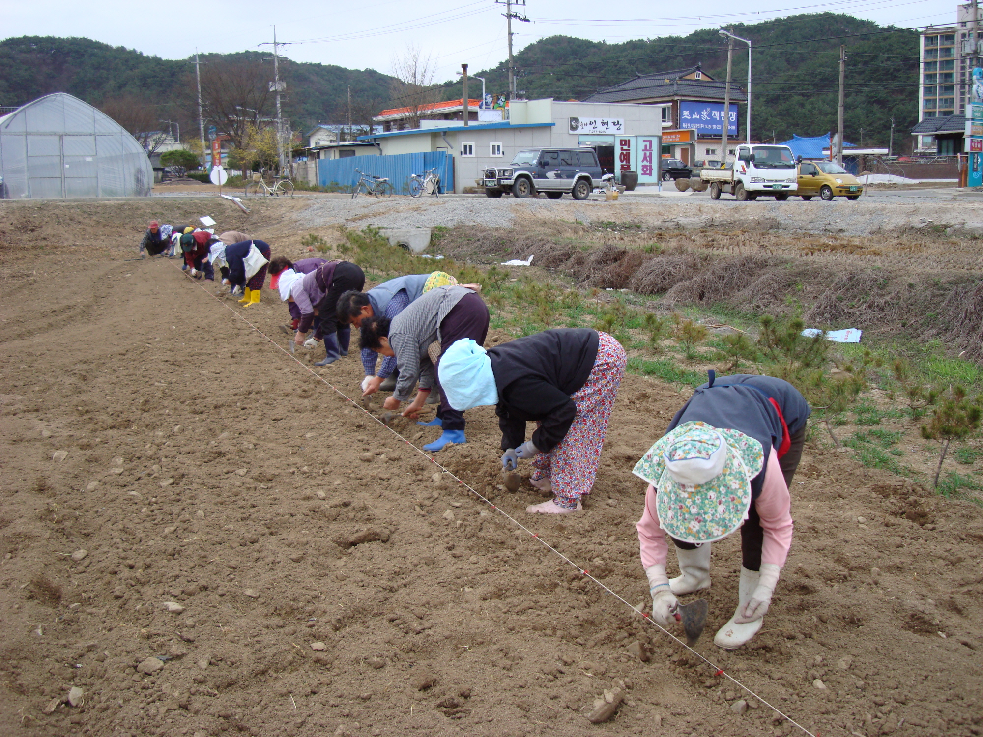 가산골마을 소득증대 감자심기