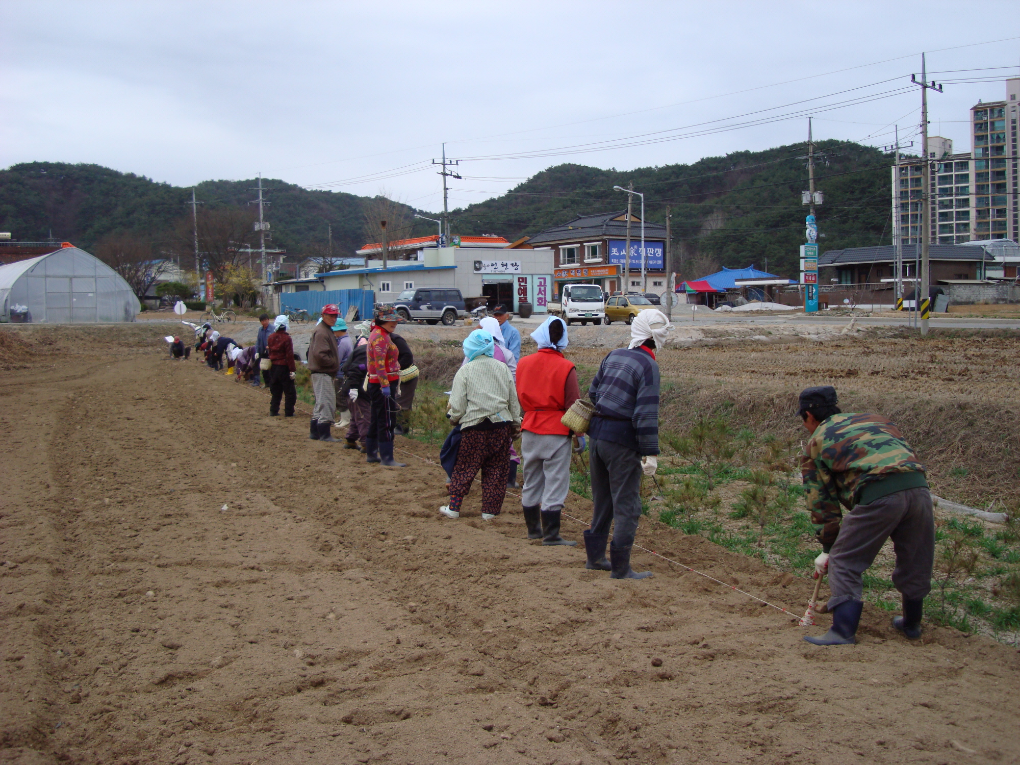 가산골마을 소득증대 감자심기