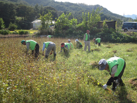가산골마을 새/농 메밀수확