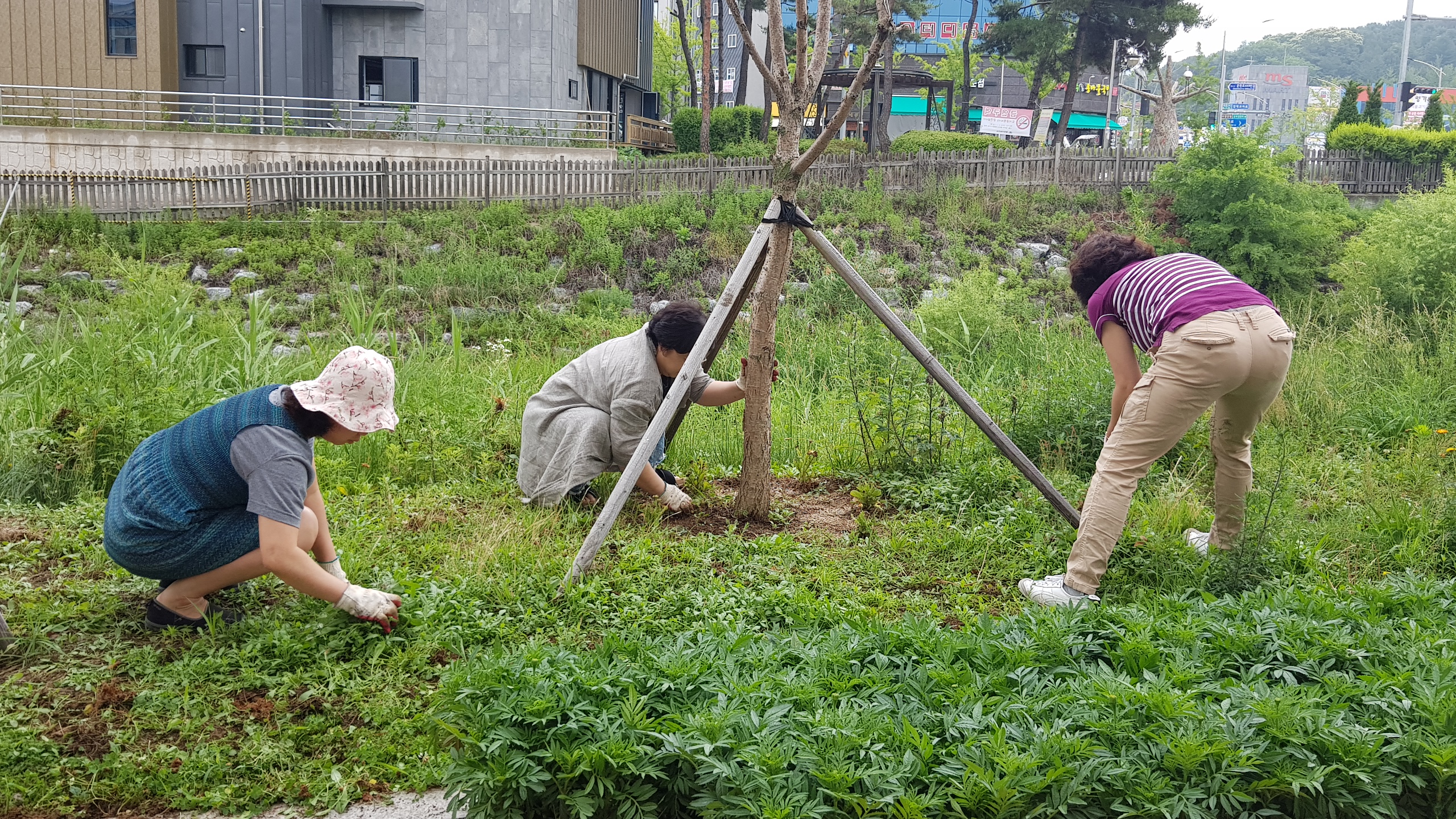 만천천 일원 여름꽃 식재