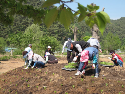 가산골마을 축제장 환경정비