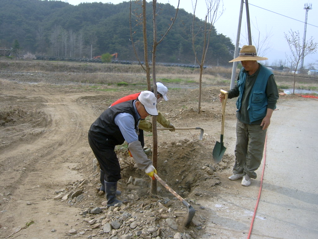 지내3리 제방 벚꽃나무 식재