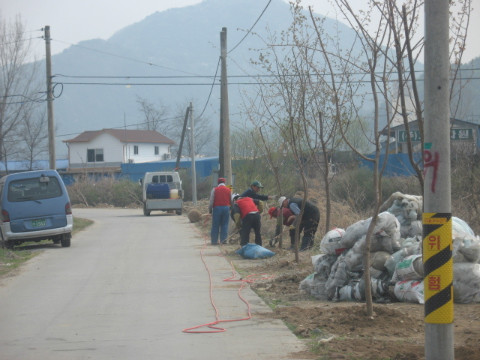지내3리 제방 벚꽃나무 식재