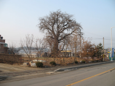 600년된 은행나무 (지내1리)