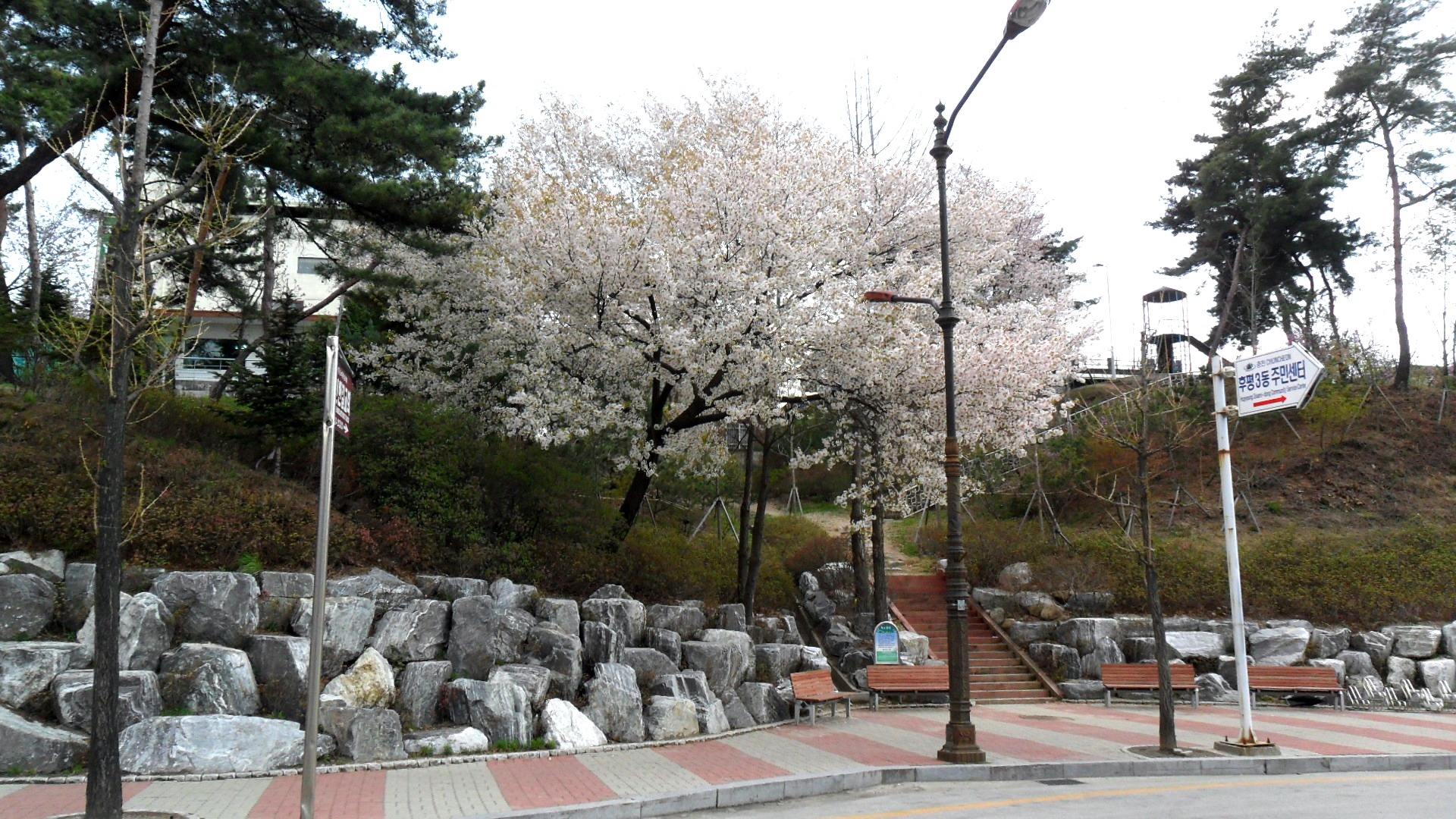 주민센터 앞 벚꽃