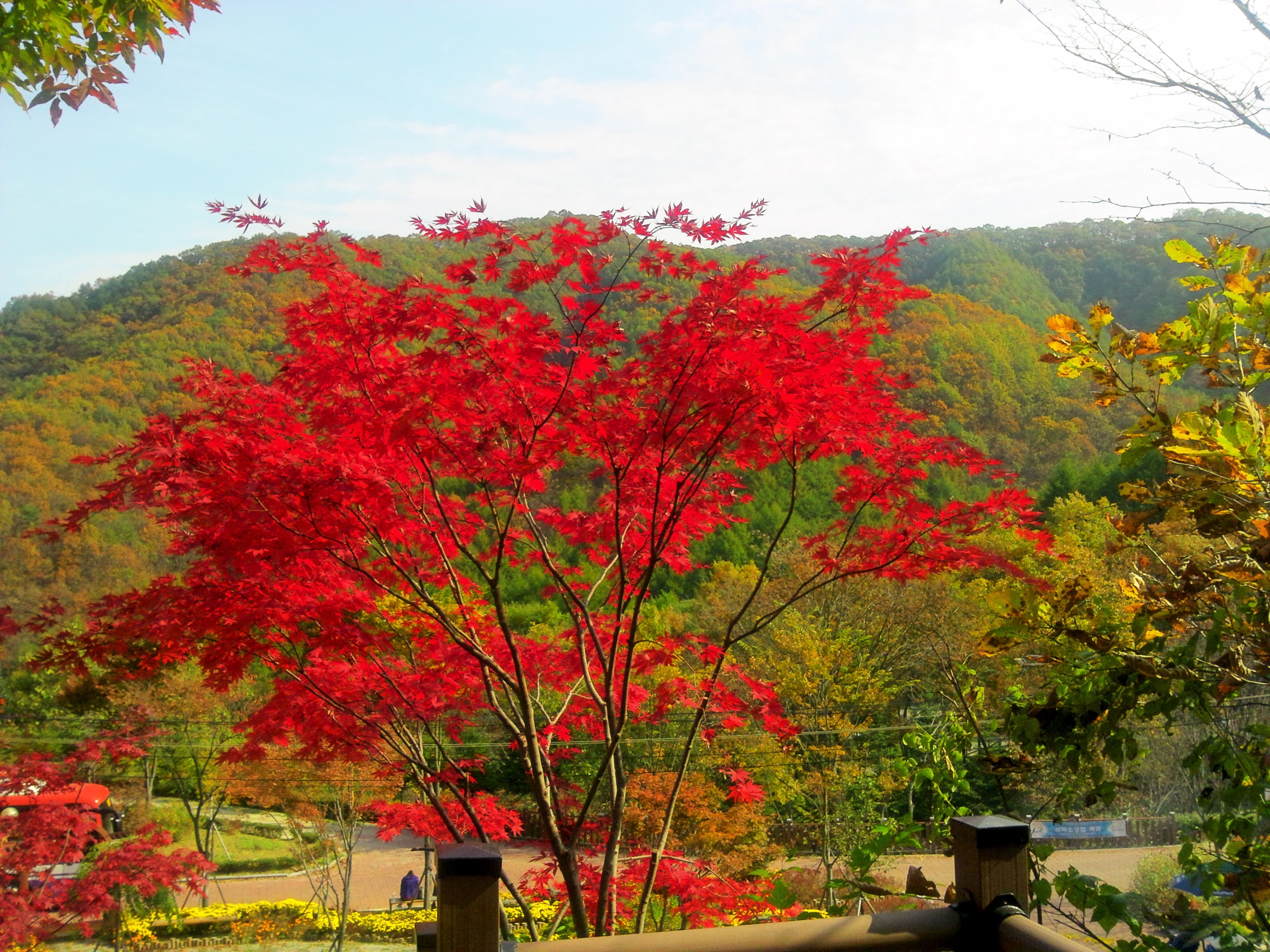 단풍 보셨어요?