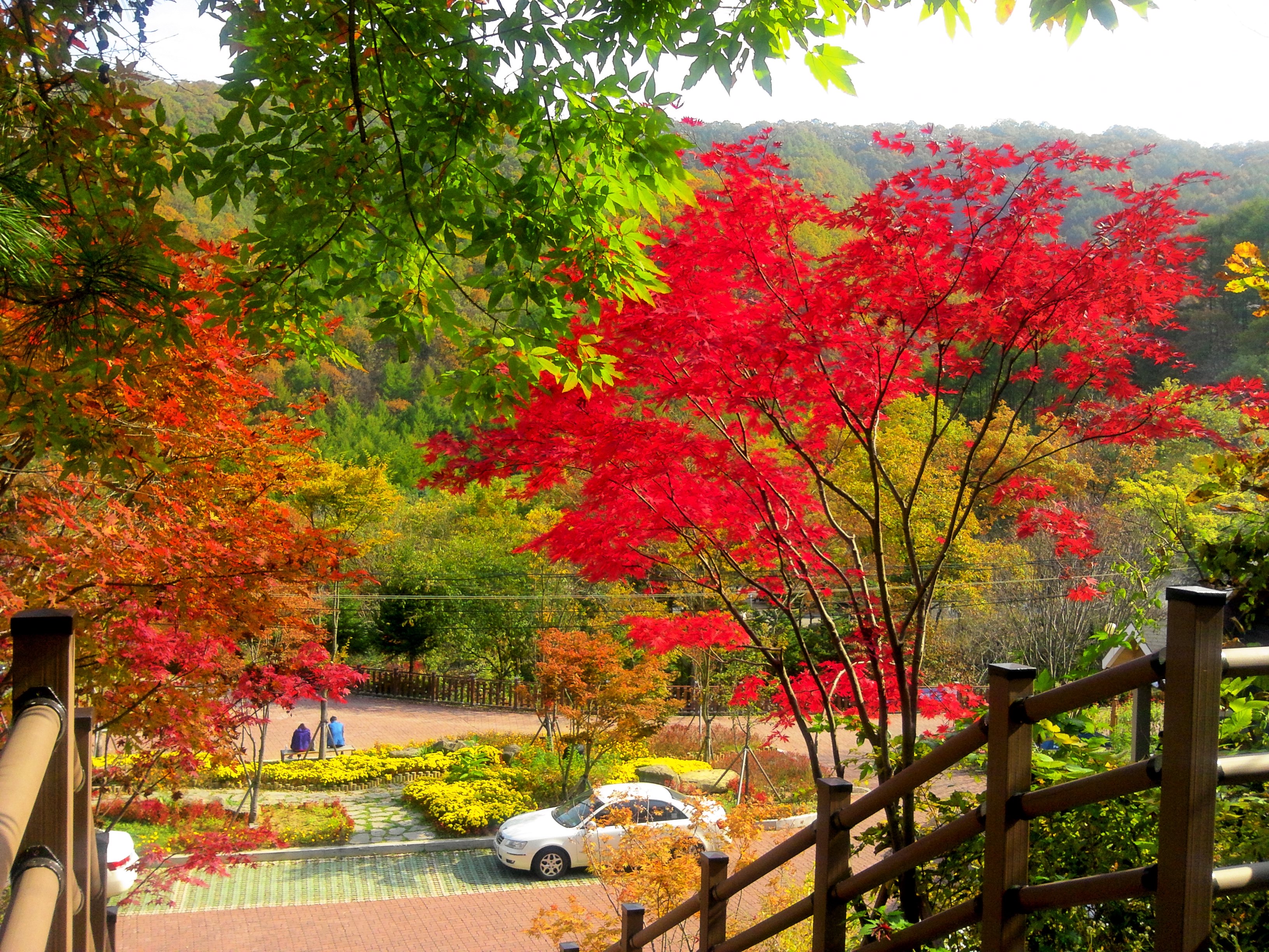 단풍 보셨어요?