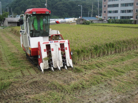 춘천지역(동면 지내리)  첫 벼베기