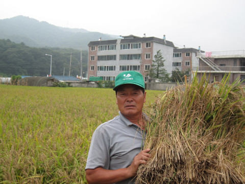 춘천지역(동면 지내리)  첫 벼베기