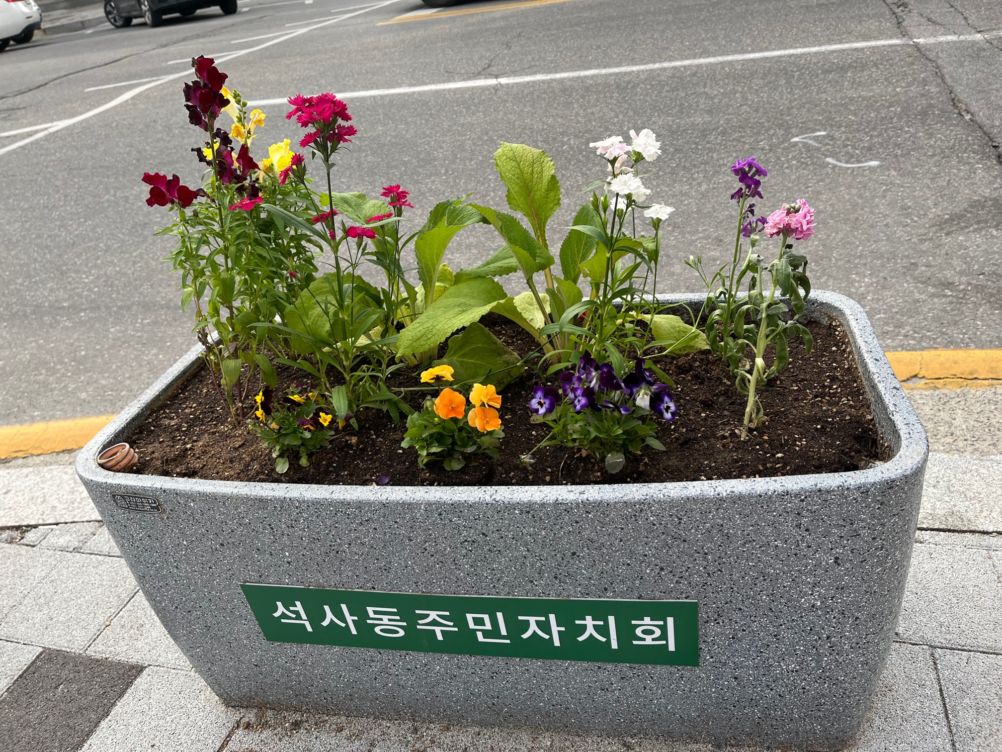 석사동 봄꽃 식재