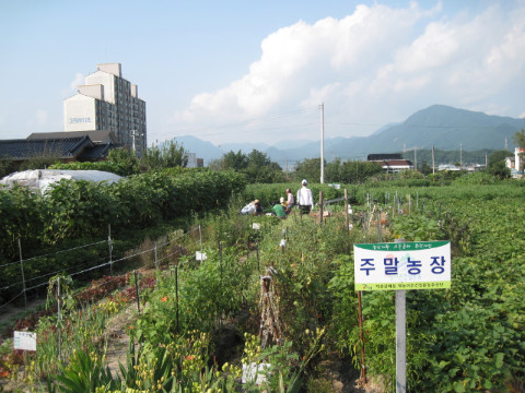 가산골마을 주말농장 고구마 수확