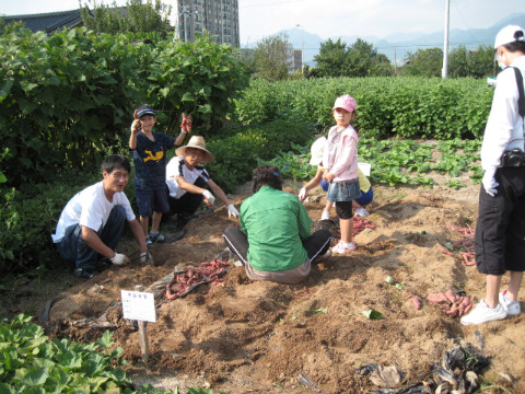가산골마을 주말농장 고구마 수확
