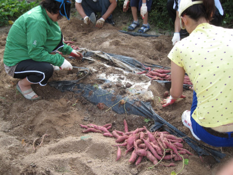 가산골마을 주말농장 고구마 수확