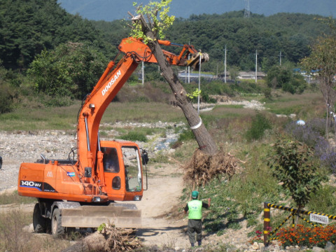 지내천 은행나무 식재