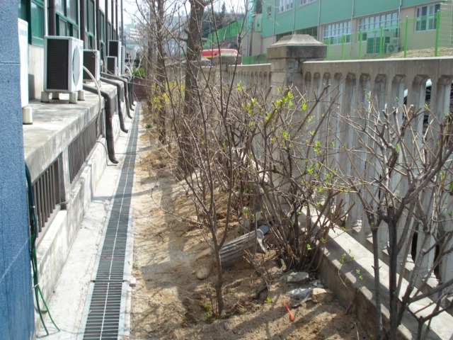 후평2동주민센터 청사 뒷편 전경(석류나무)