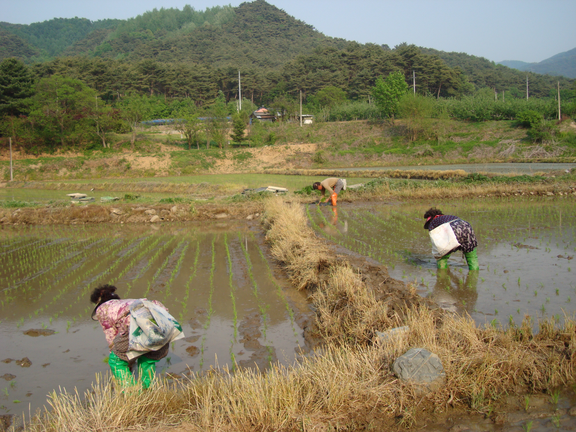 지내리 수도작목반 모심기