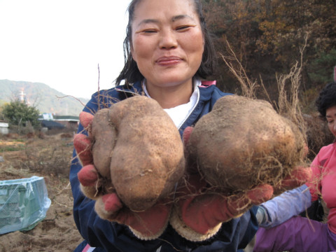 가산권역 마 작목반 공동수확