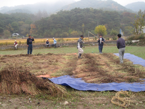 가산골마을 메밀 수확