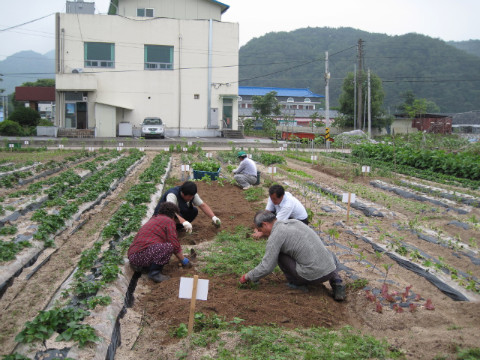 가산골마을 새/농 야콘 식재