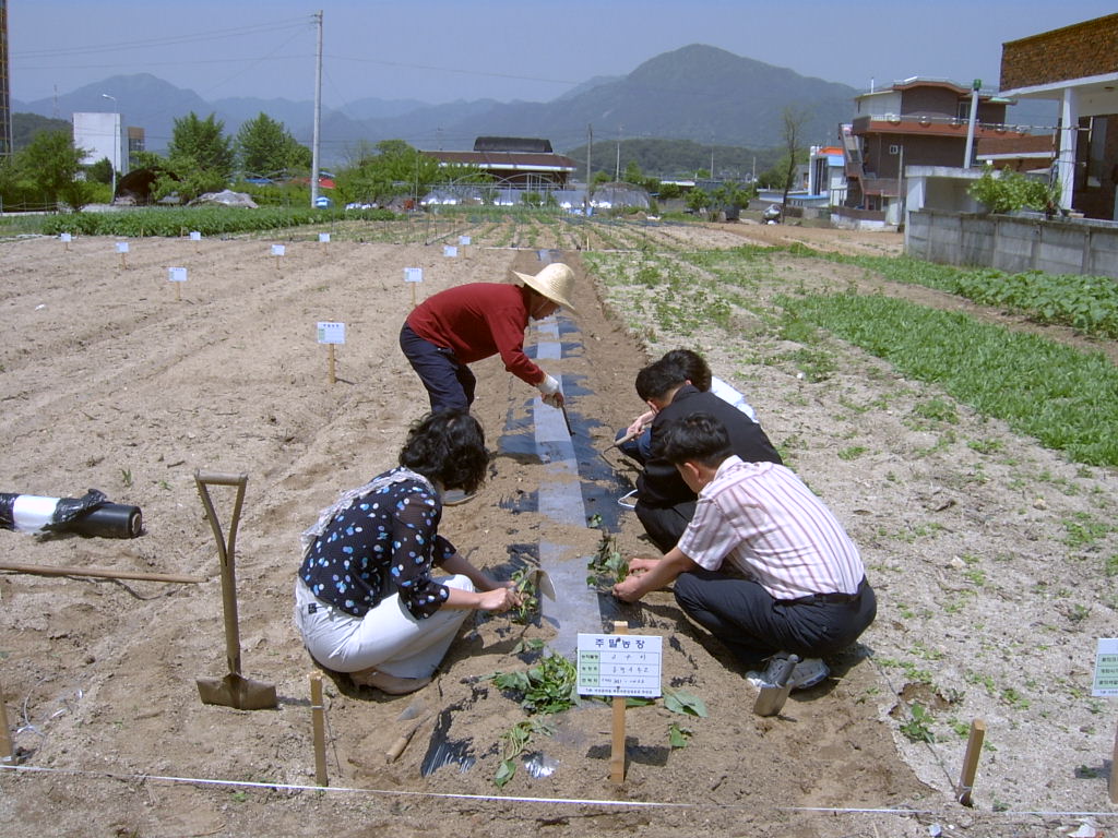 친환경 고구마 식재