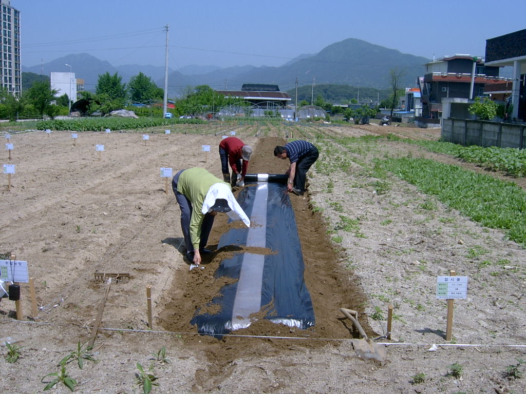 친환경 고구마 식재