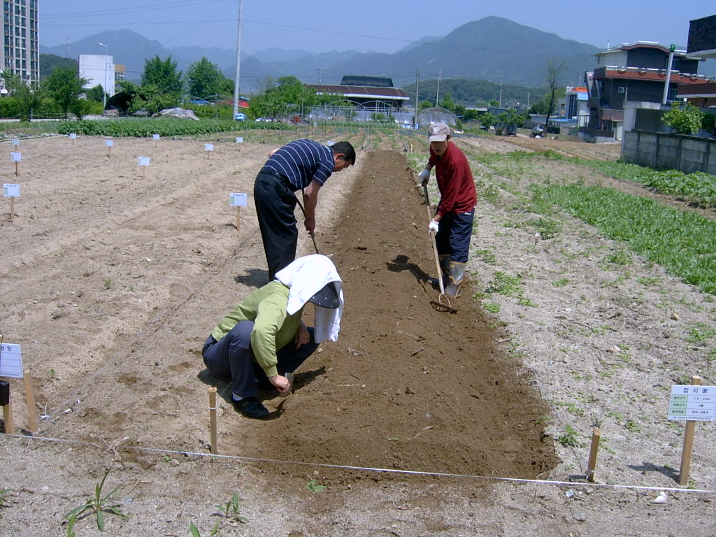 친환경 고구마 식재