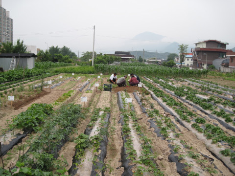 가산골마을 새/농 야콘 식재