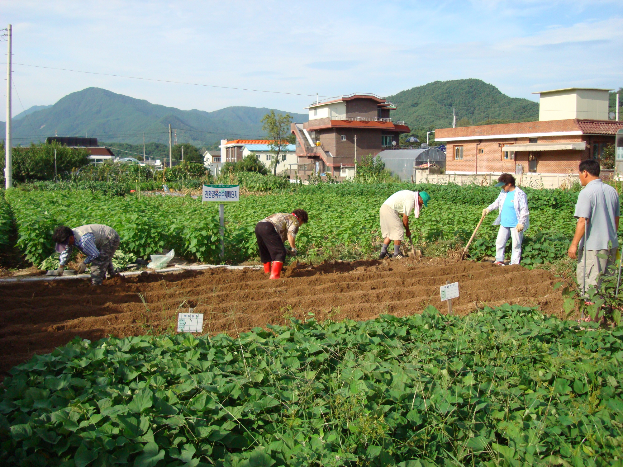 가산골 새/농추진단 김장배추 식재